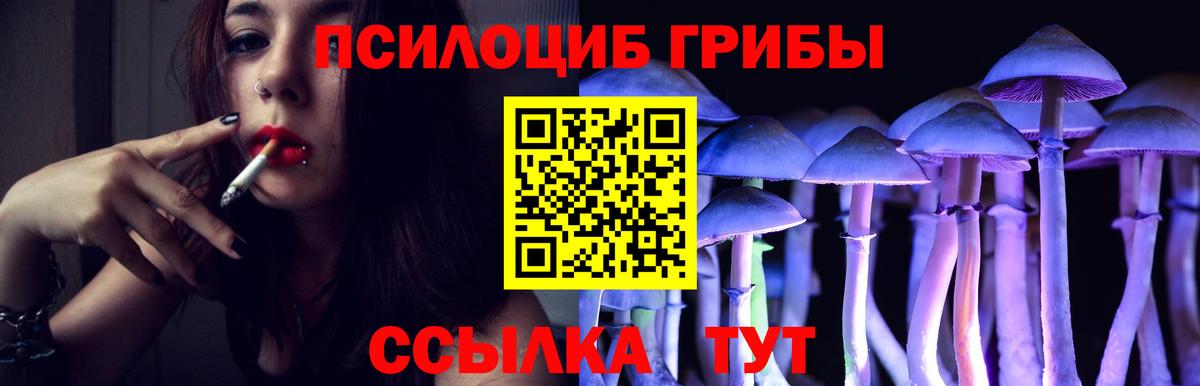 Псилоцибиновые грибы Psilocybe Новочебоксарск